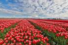 USA, Washington State. Skagit Valley, tulips grown in field Art Print